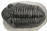 Large Phacopid (Drotops) Trilobite - Mrakib, Morocco #235795-3